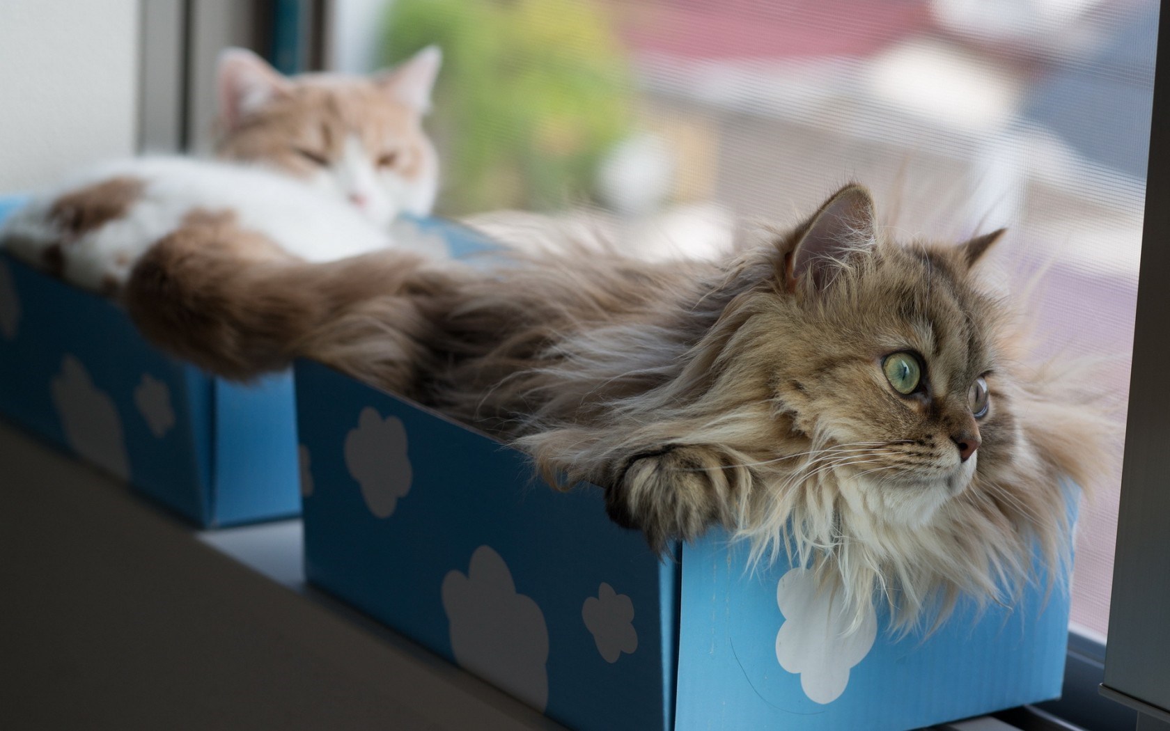 Cats in Boxes FuzzFeed