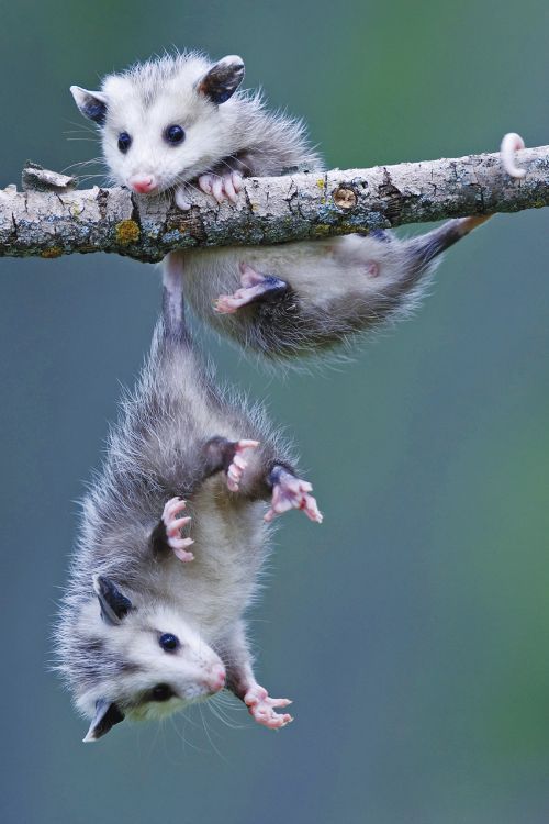 Cute Opossums for Halloween FuzzFeed