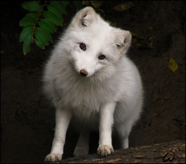 White baby fox FuzzFeed