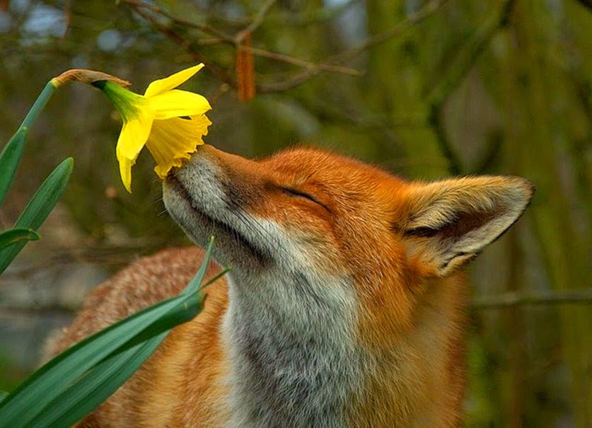 Spring Fox FuzzFeed
