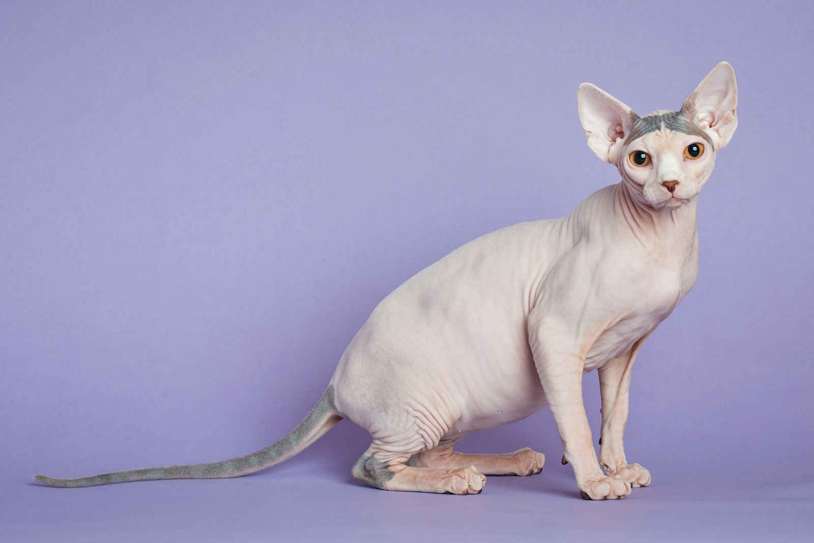 Our Breeding Cats Fuzzoff Sphynx Auckland Cat & Kitten Breeders
