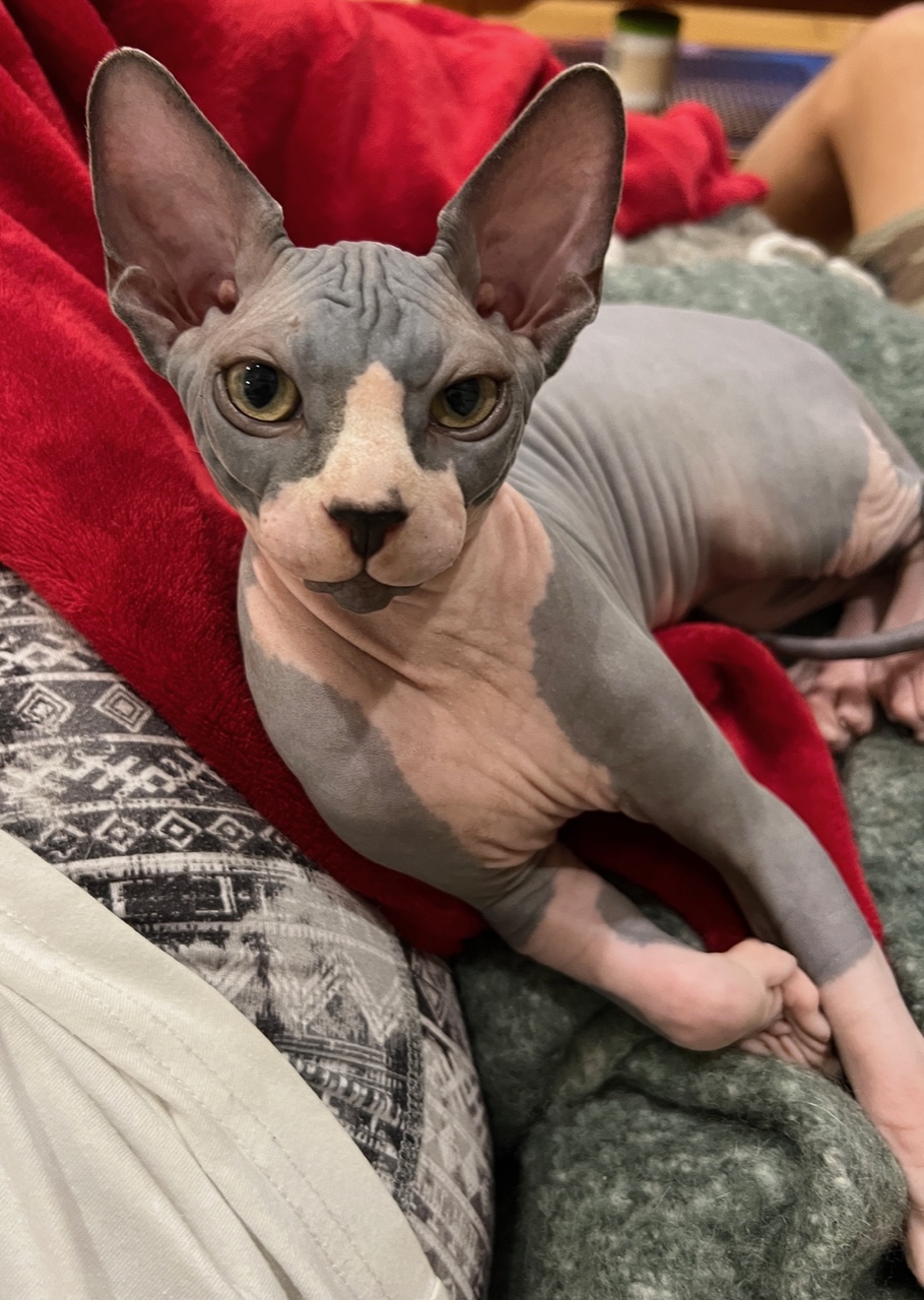 Our Breeding Cats Fuzzoff Sphynx Auckland Cat & Kitten Breeders
