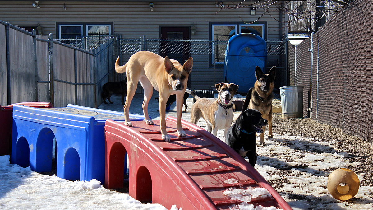 Virtual Tour Day Care Area Fuzzy Paws Pet Villa and Spa & Doggie