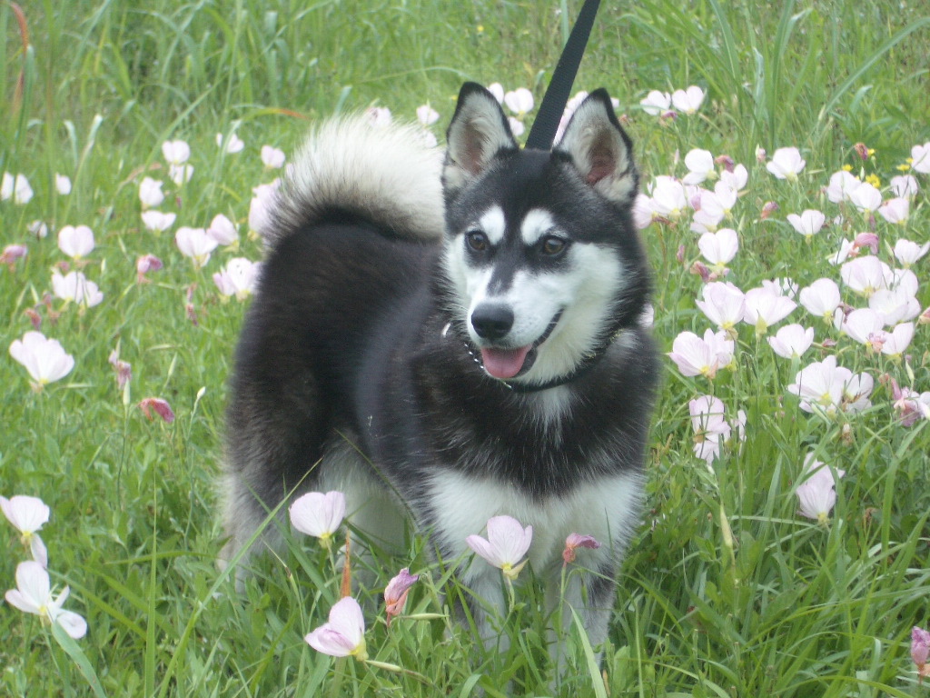 miniature husky Archives Fuzzy Today