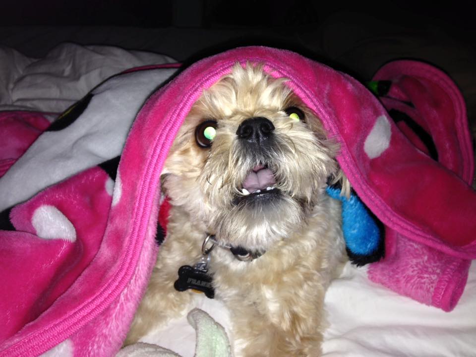 Daisy Dog Puppies, Shichon Poo Puppies, Zuchon Poo Puppies