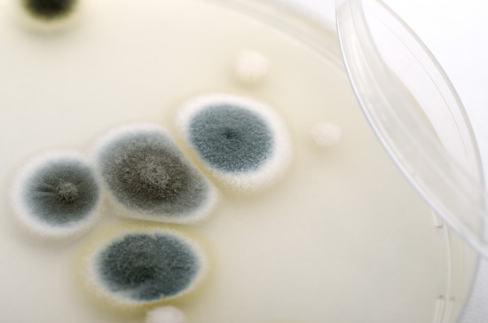 A Guide to Interpreting Mold Test Results GreenWorks.