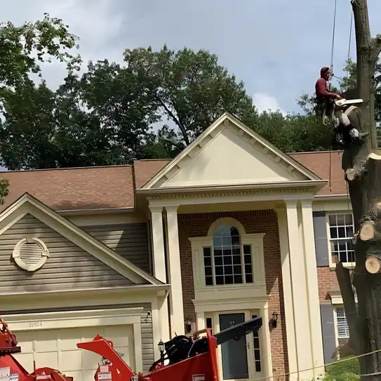 Professional and Reliable Tree Company Near You