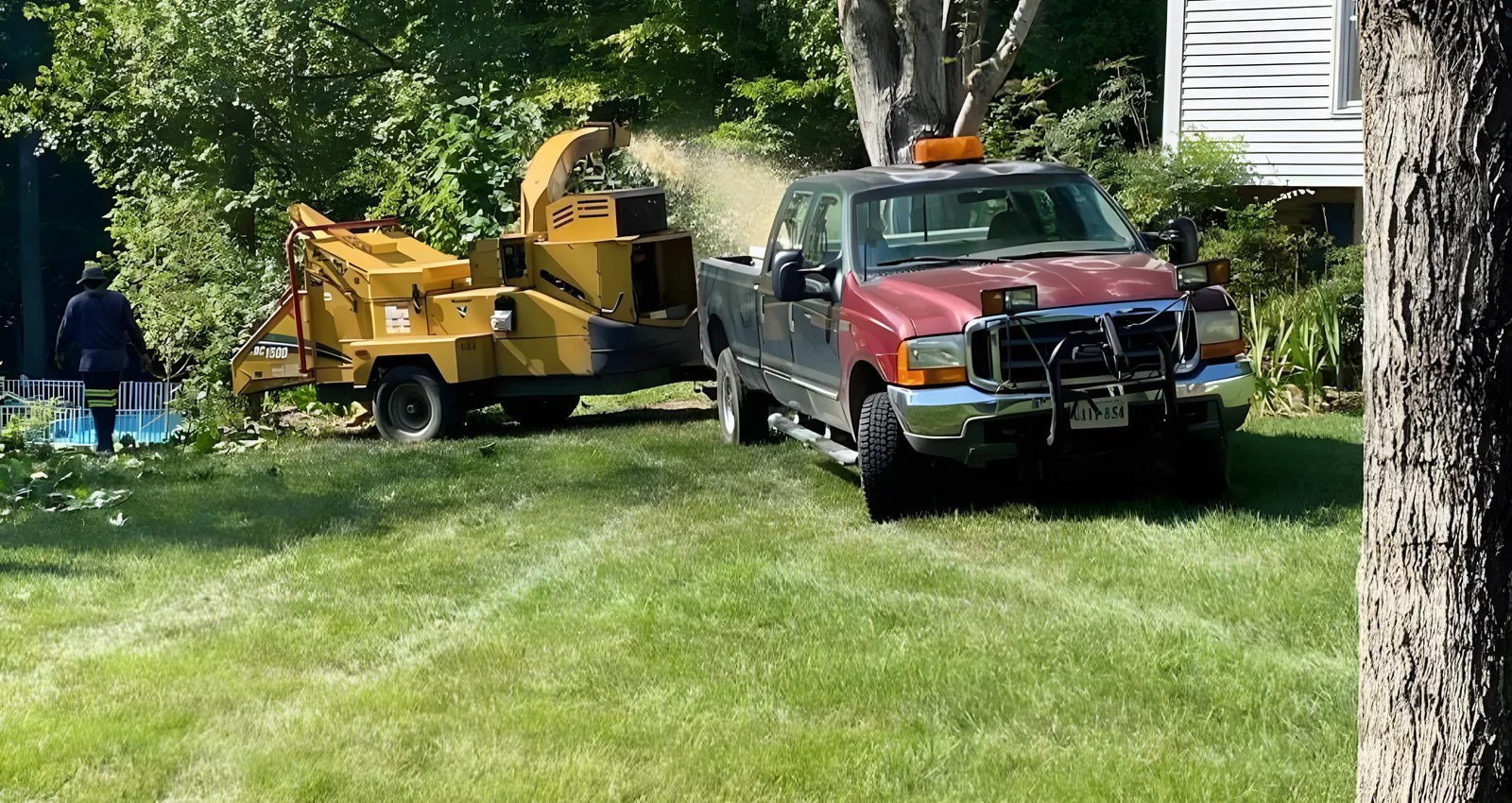 Professional and Reliable Tree Company Near You