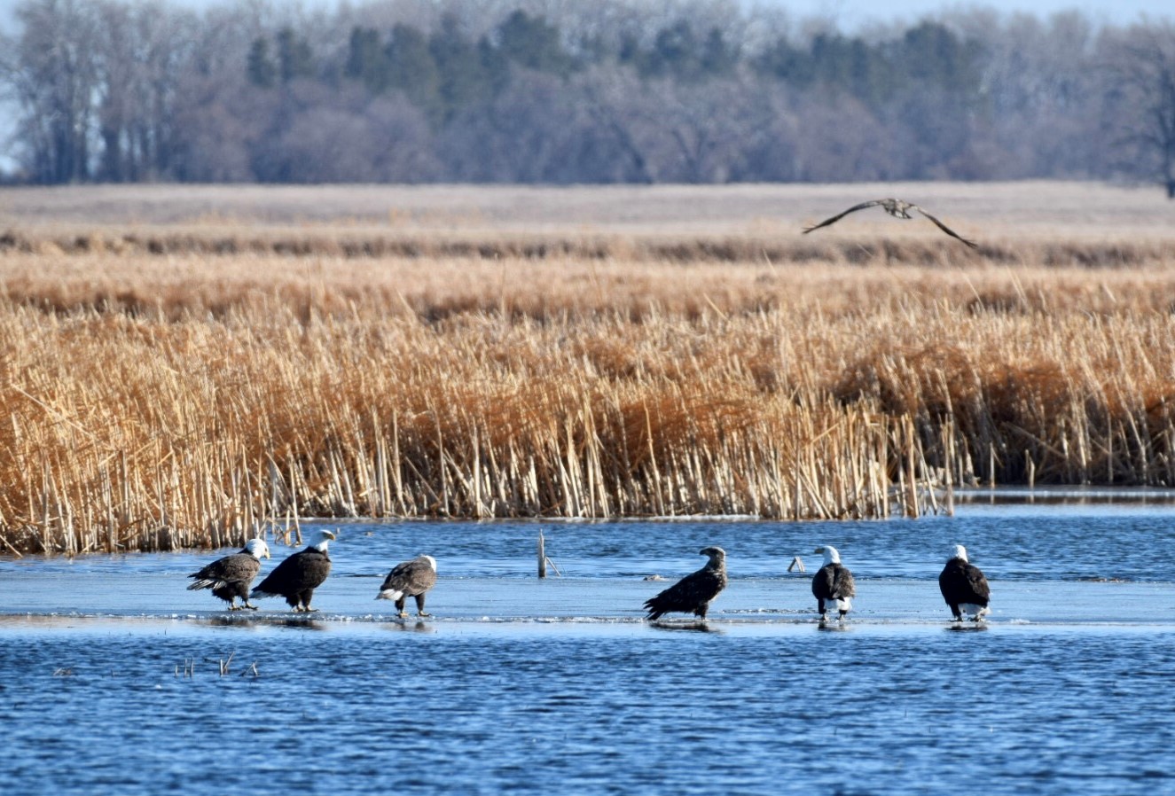 J. Clark Salyer National Wildlife Refuge Bald Eagle Group FWS.gov