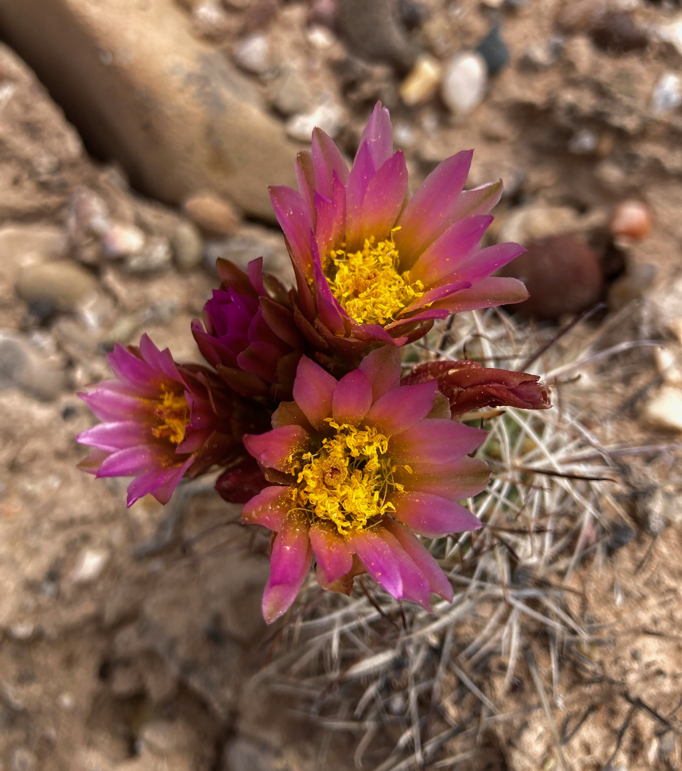 Endangered Uintah Hookless Cactus at Ouray NWR FWS.gov