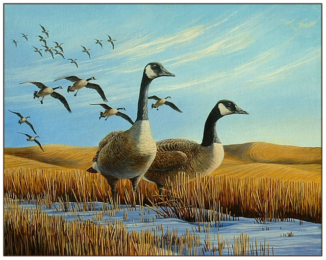 Fred W. Thomas, original oil painting Canada Geese