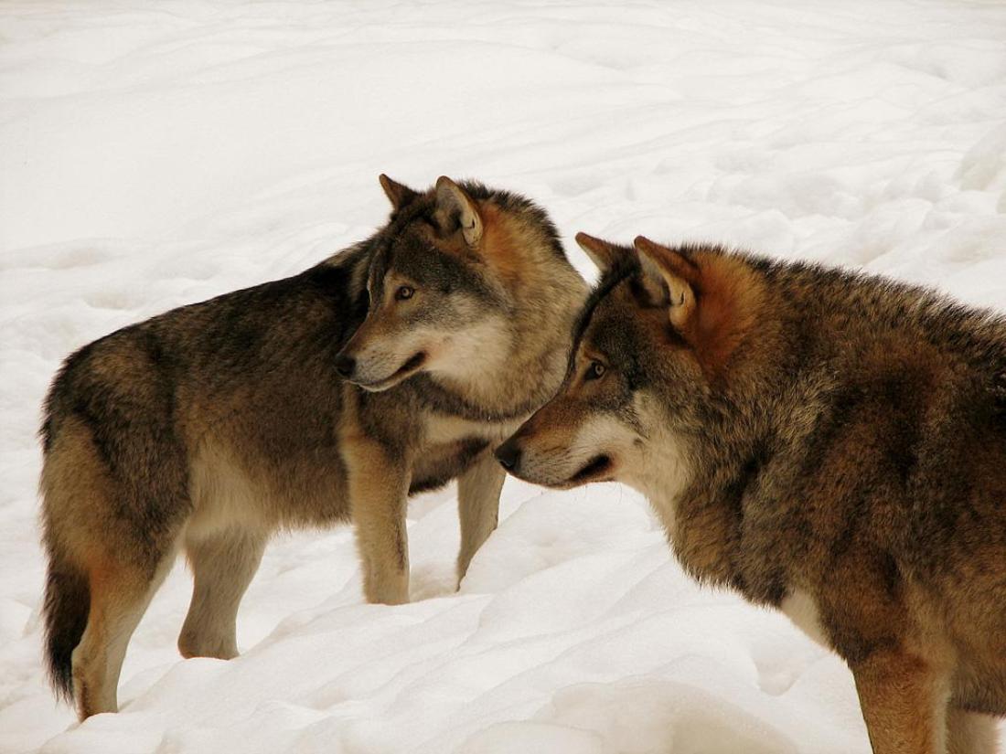 Off Asides On Dallas Cowboys vs Washington Racial Slurs Fort Worth Weekly