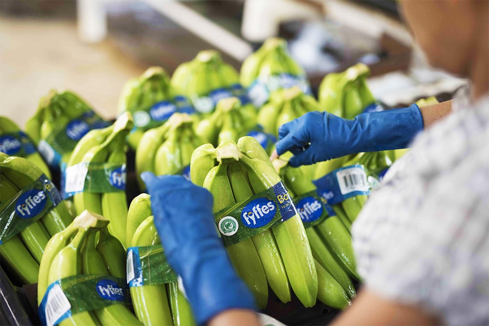Bananas Fyffes