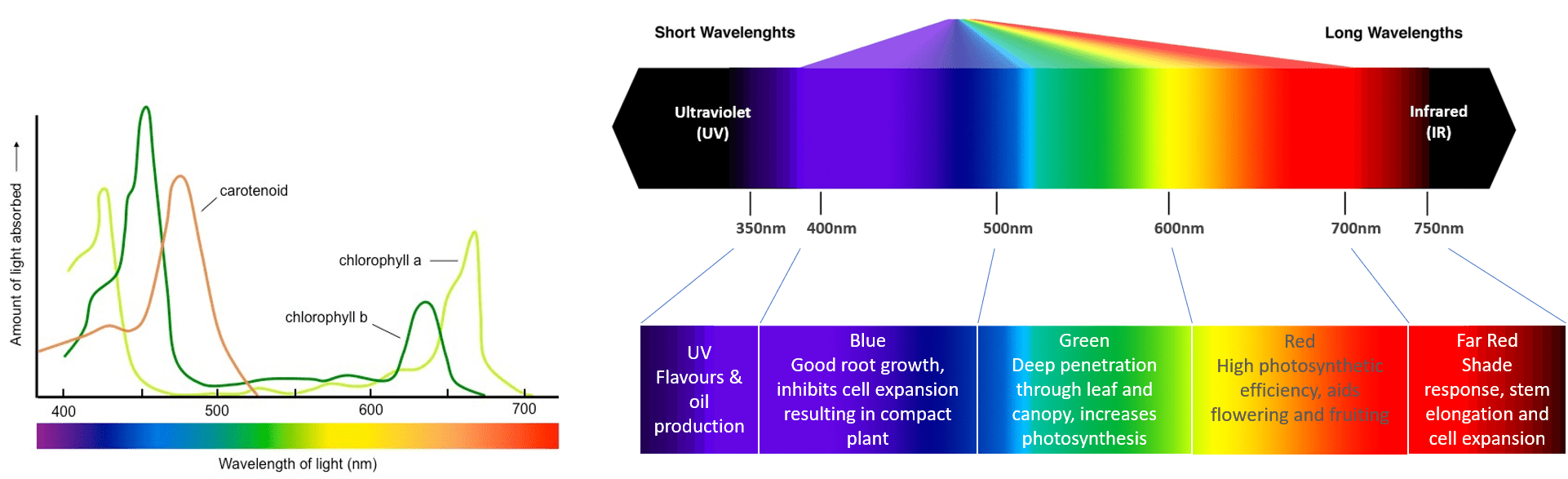 The Science of Light Fyntek