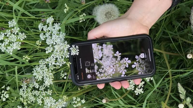 Forschung Pflanzenbestimmung mit Flora Incognita App