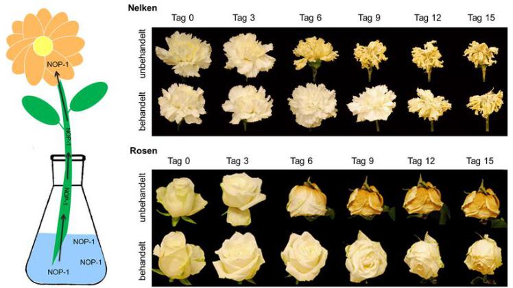 Forschung Biologen machen Schnittblumen länger haltbar Gabot.de