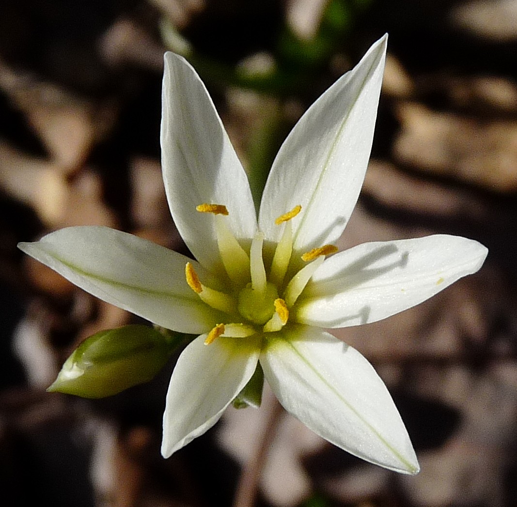 Sept. 2019 Plant 1A Botanical Society