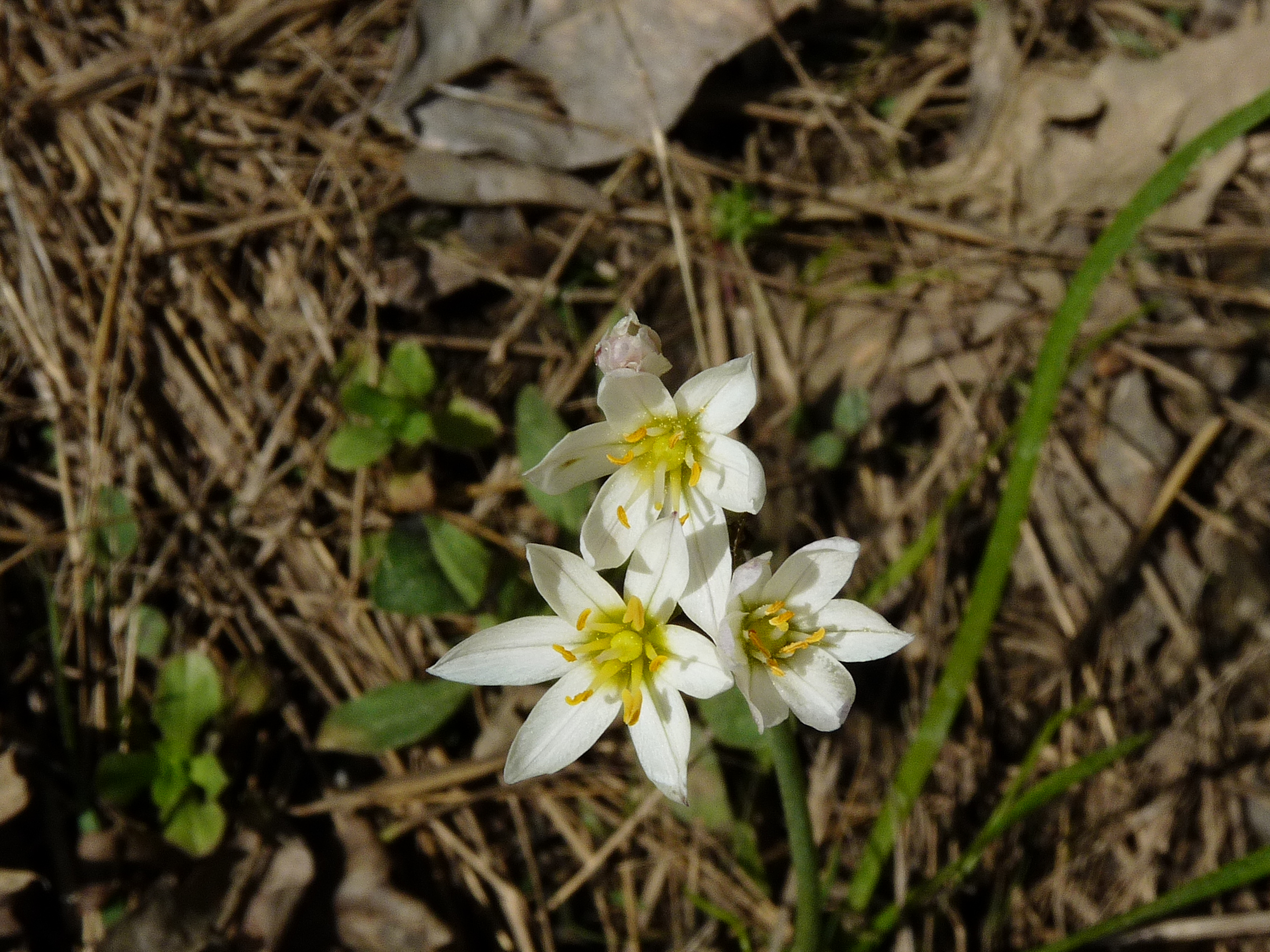 Sept. 2019 Plant 1B Botanical Society