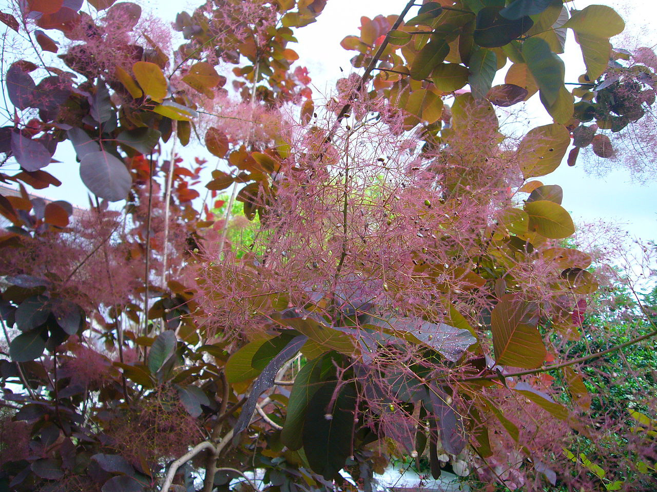 4 Colorful Trees For Curb Appeal Tree Service Company Springfield MO