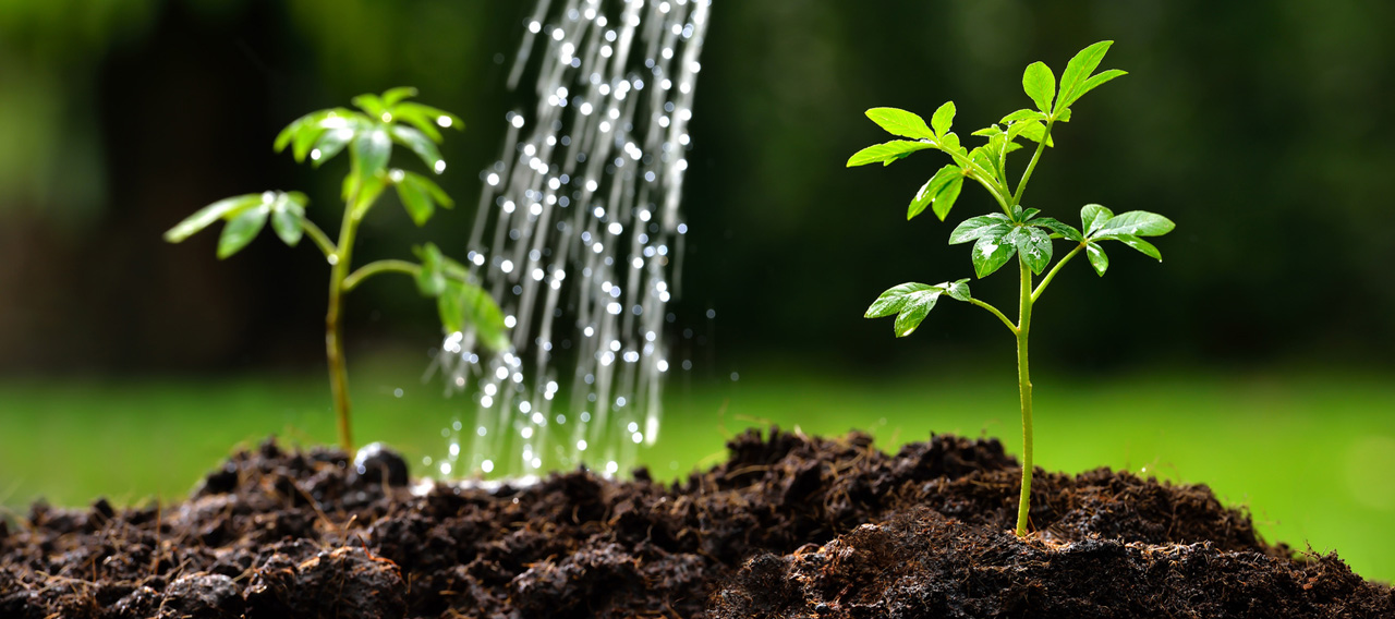 Tree Watering Practices Gabris Landscaping Springfield MO