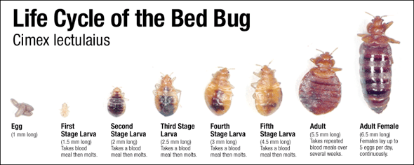 Hotels With The Worst Bed Bug Infestations