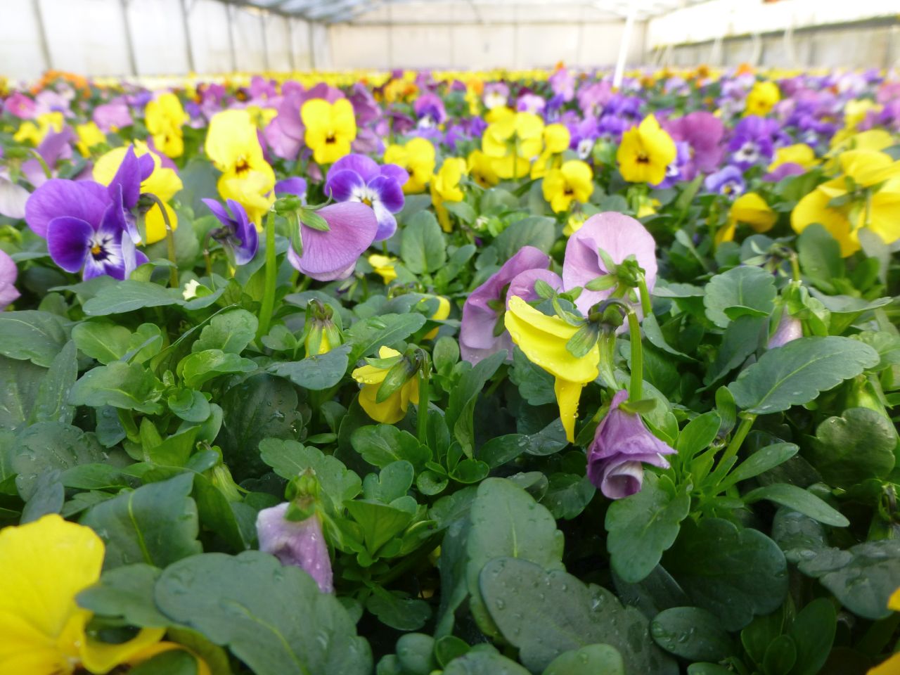 Blumengeschäft Gärtnerei Böhmer