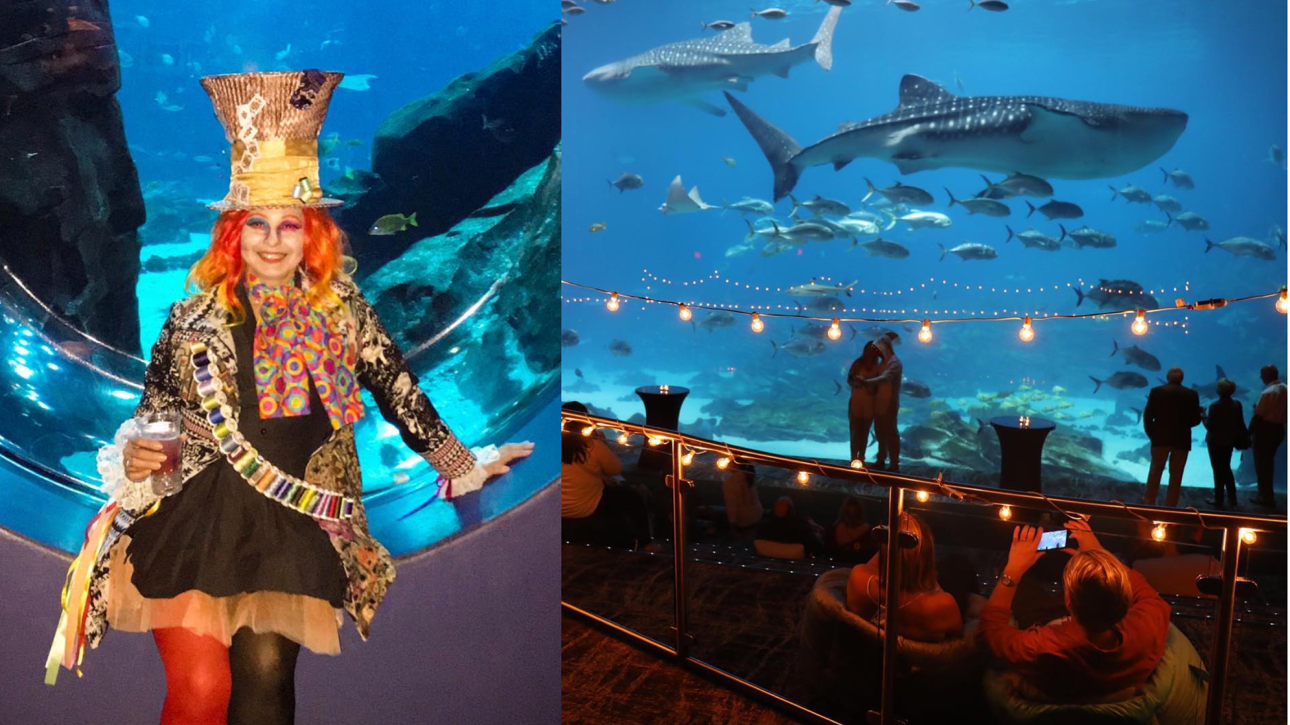 Atlanta Aquarium / Lhstoday Aquarium Usa From coral