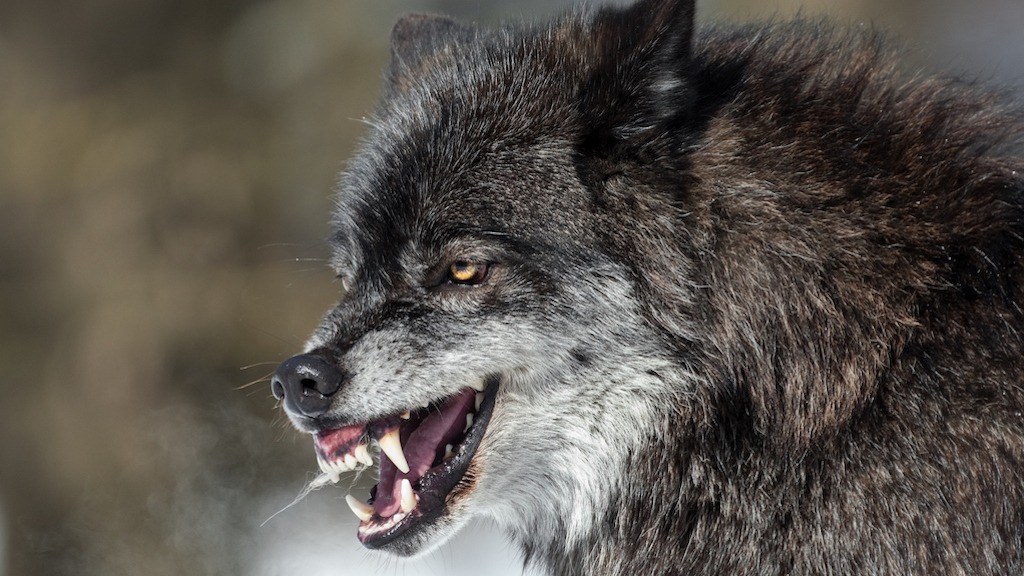 Is Skinwalker Ranch Home to an Unearthly Dire Wolf? Gaia