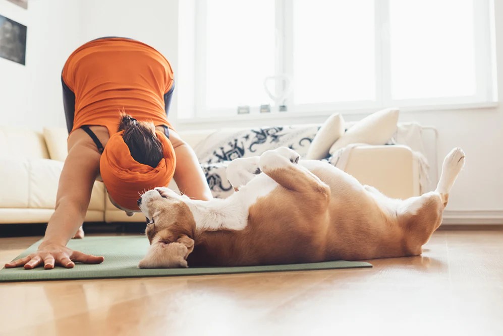 5 Benefits of Doga for You and Your Dog Gaiam