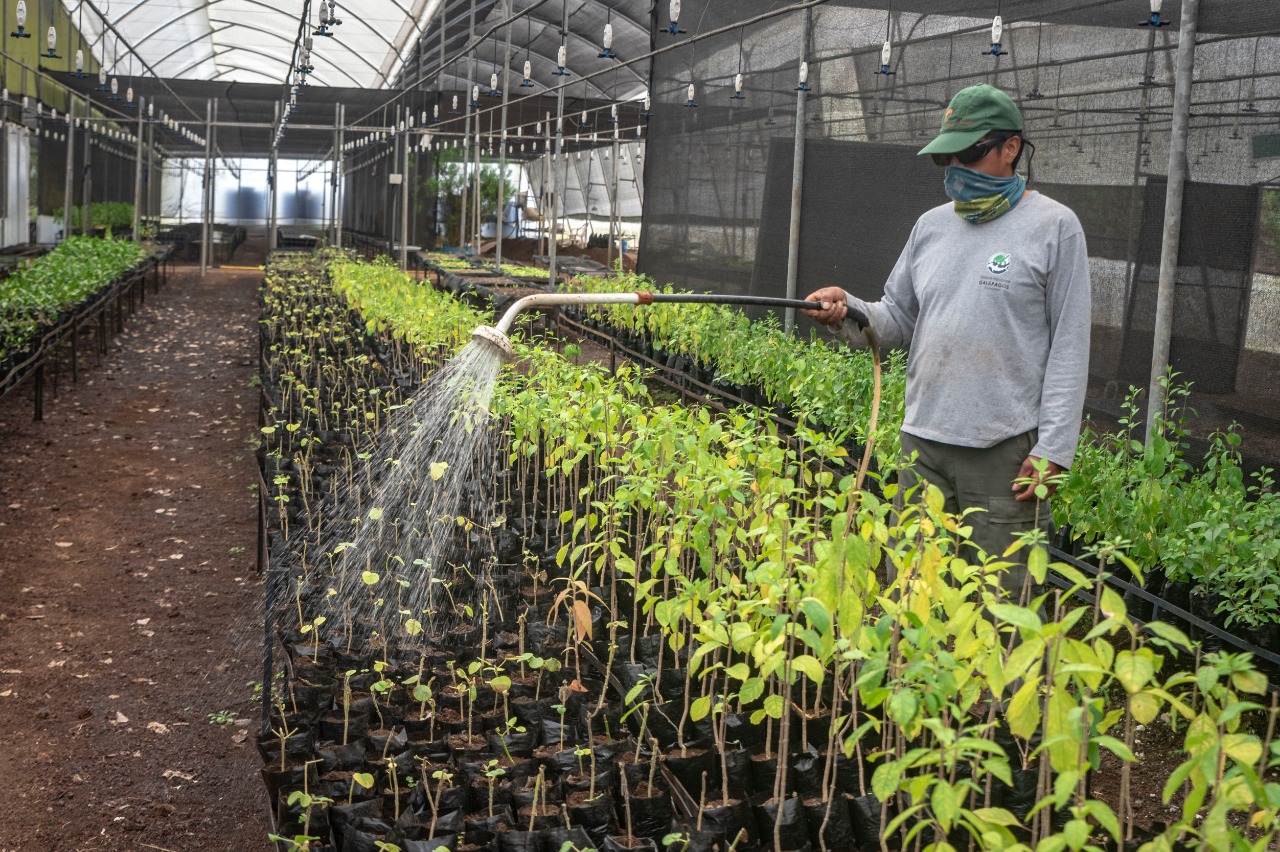 Avanza la recuperación ecológica con plantas nativas y endémicas