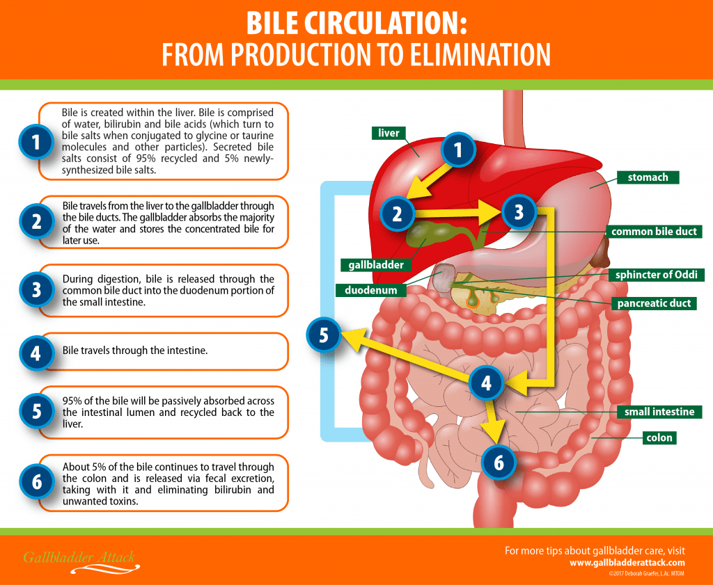 Are Bile Salts Worth Your Money? Gallbladder Attack