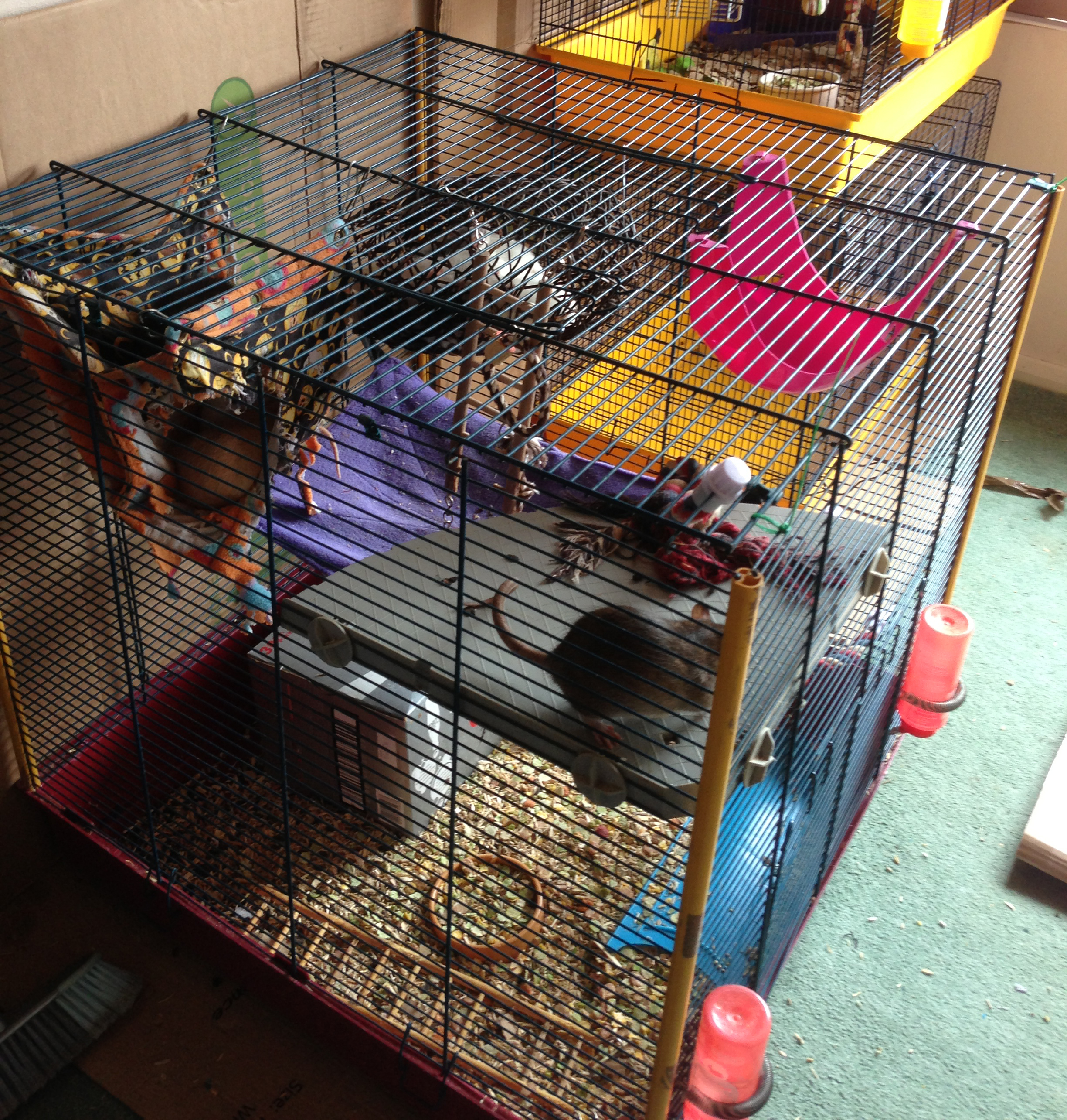 Other Cages « Gallifrey Stud Breeder of Pet Rats