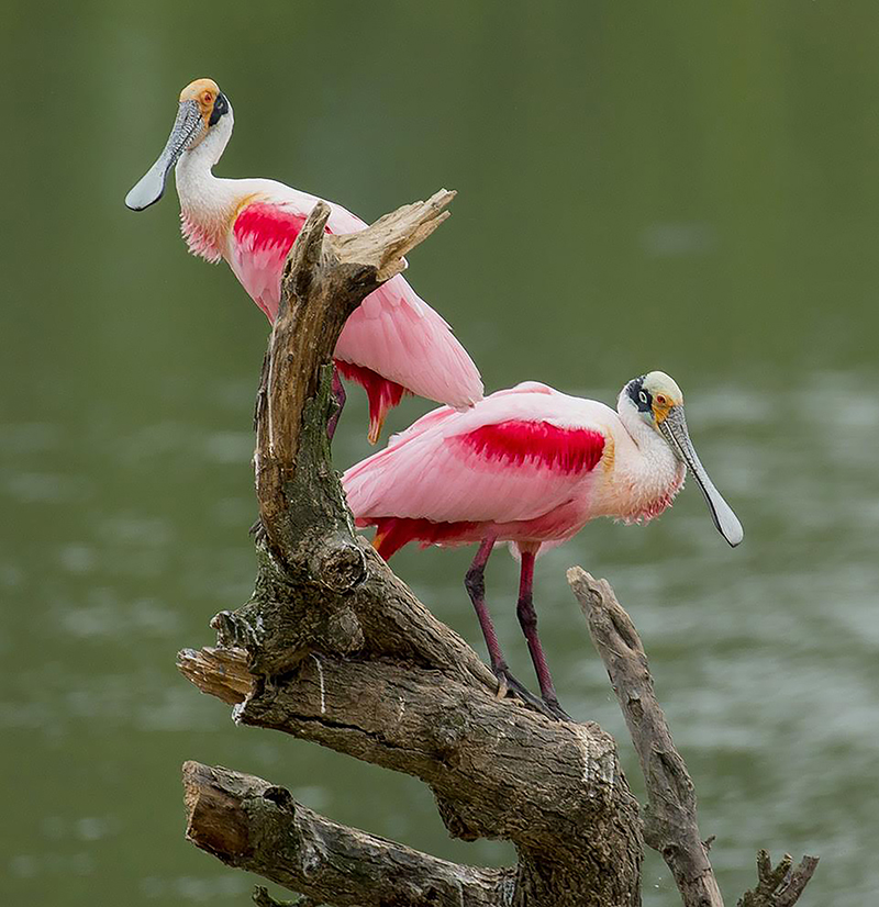 Roseate Spoonbill Galveston, TX