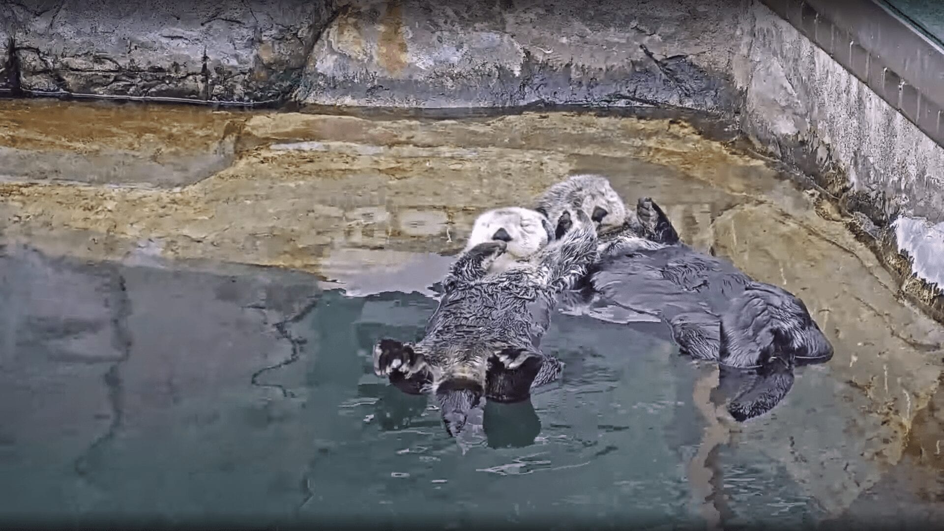 The Real Stars Of Hot Tub Twitch Are Actually Adorable Otters
