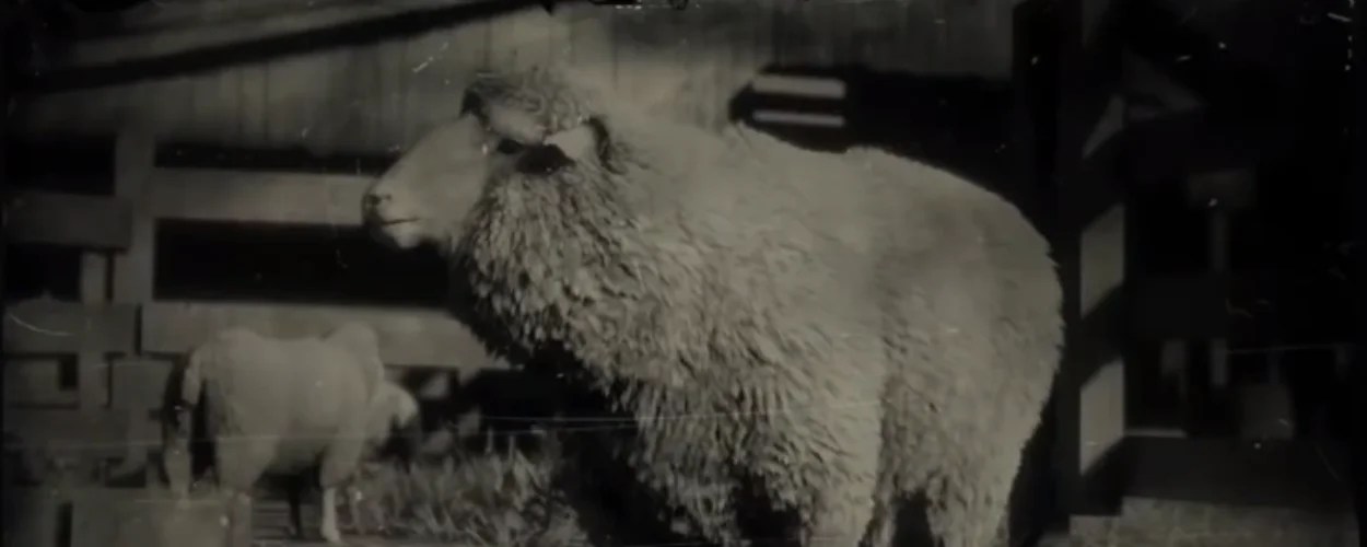 Sheep Location in RDR2 Hunting & Perfect Pelt Guide Gamerz Gateway