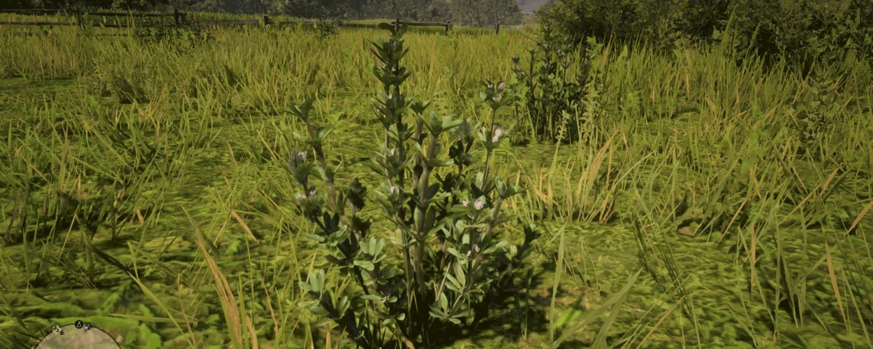Where to Find Creeping Thyme RDR2 Locations & How to Grow Gamerz
