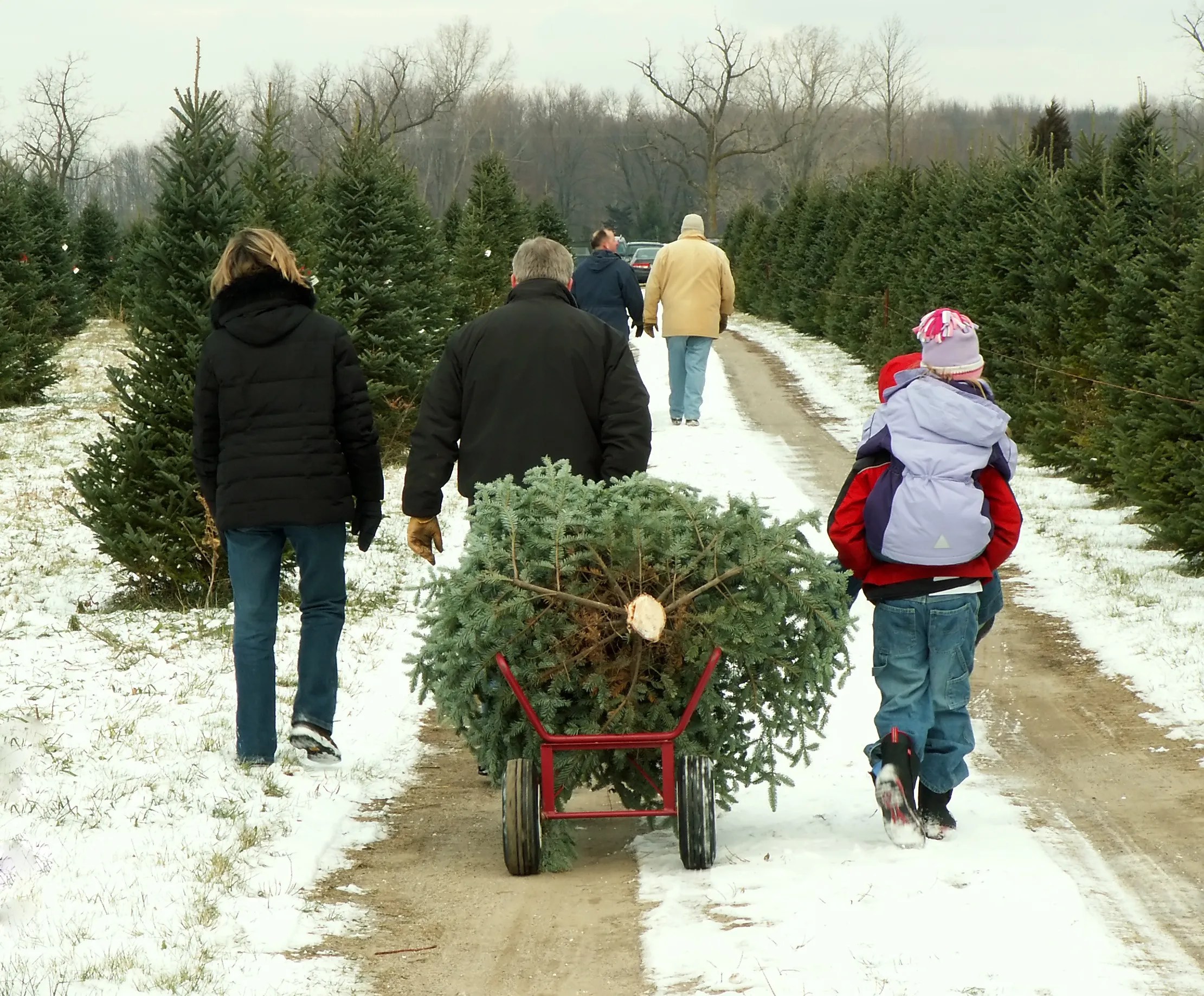 Time to cut down your own Christmas tree Utah Channel 3