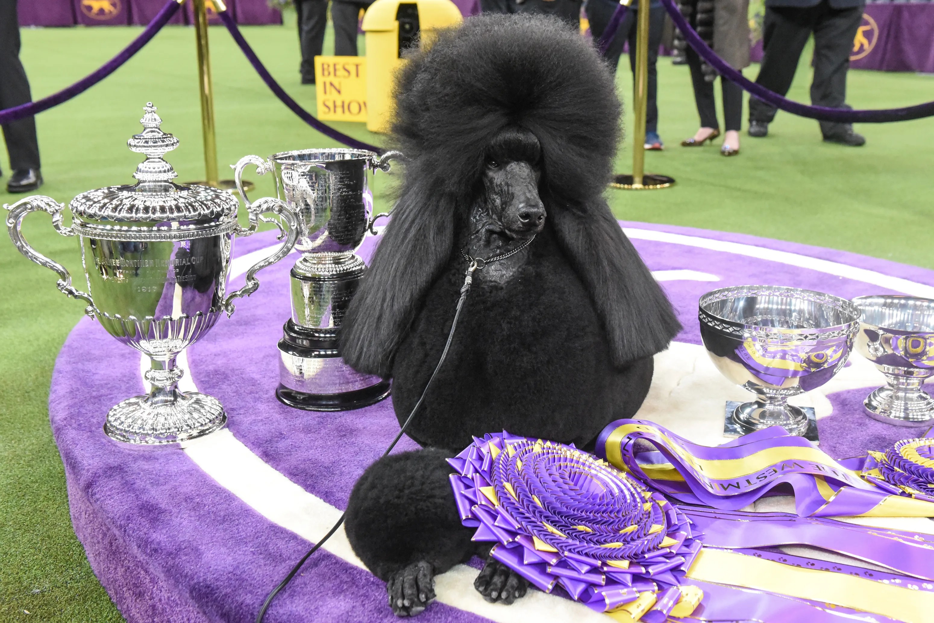 2021 westminster dog show dates / 2021 westminster dog show won t be in nyc for first time in 140 years syracuse com. Westminster Dog Show 2021 How To Stream Best In Show Dogs To Watch