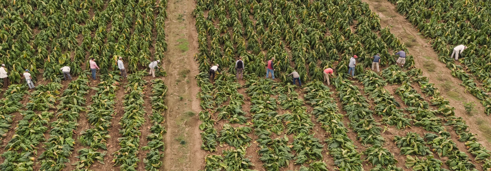 Farm Labor Contractor (FLC/H2ALC) GAP Connections Tobacco, Hemp