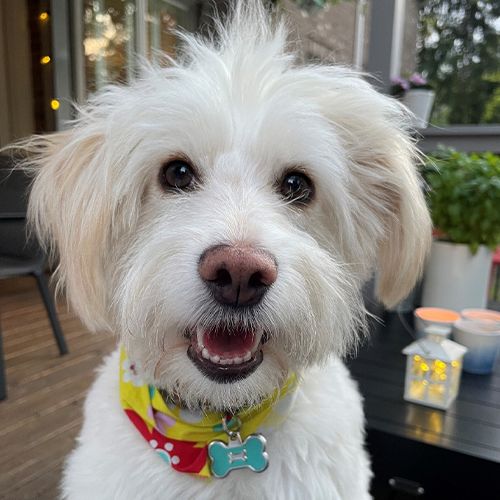 Global Alliance of Pet Food Associations