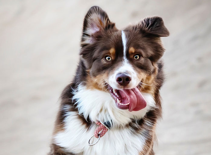 Pet Food & Nutrition Global Alliance of Pet Food Associations