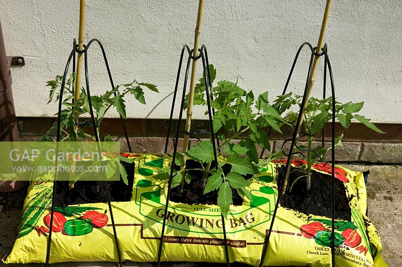 Tomatoes growing in stock photo by FhF Greenmedia
