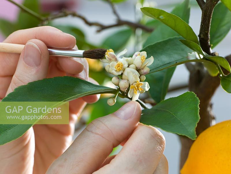 Citrus Pollination... stock photo by Friedrich Strauss, Image 0098345
