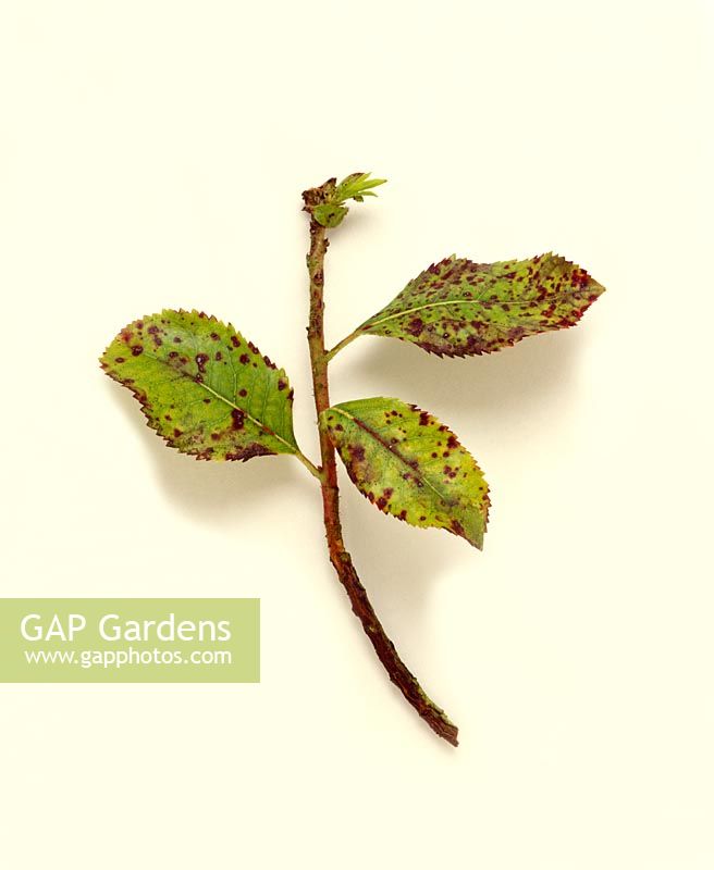 Leaf Spot on Arbutus... stock photo by BBC Magazines Ltd, Image 0131191