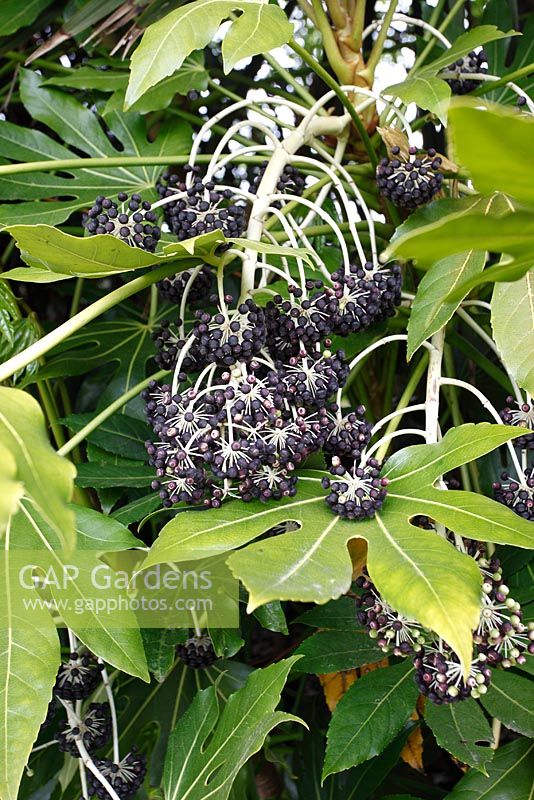 GAP Gardens Fatsia japonica False castor oil plant with ripening