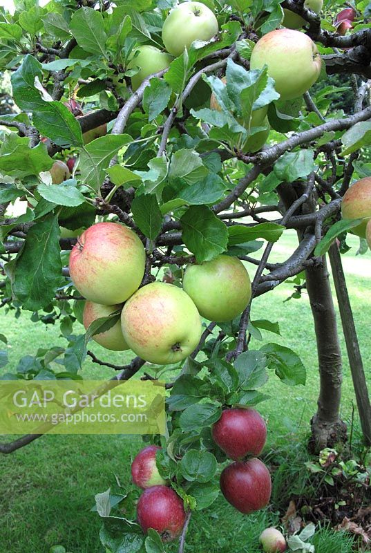Family Apple tree wi... stock photo by Graham Strong, Image 0165030