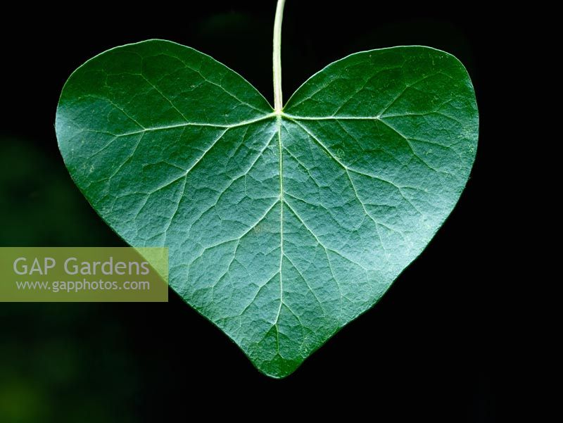 GAP Gardens Hedera Heart shaped Ivy leaf Image No 0165035
