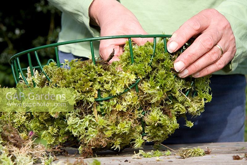 Planting up a hangin... stock photo by FhF Greenmedia