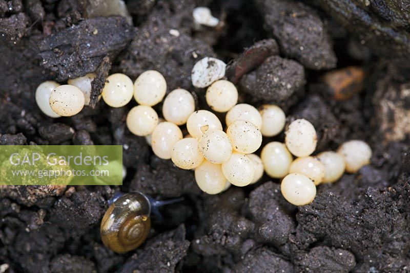 Slug eggs... stock photo by Simon Colmer, Image 0192903