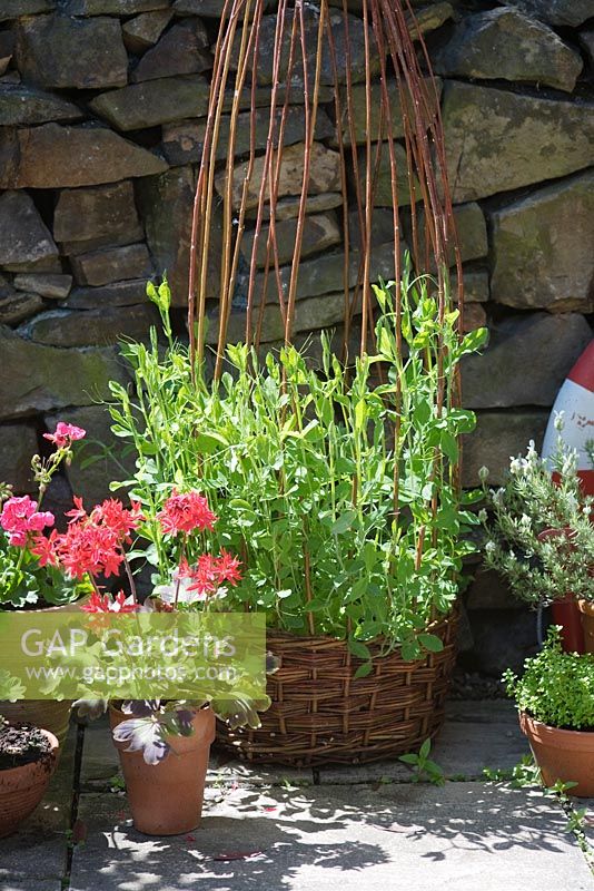 Sweet peas growing i... stock photo by Victoria Firmston, Image 0212797